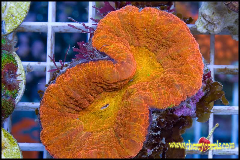 NewCorals_38-2.jpg