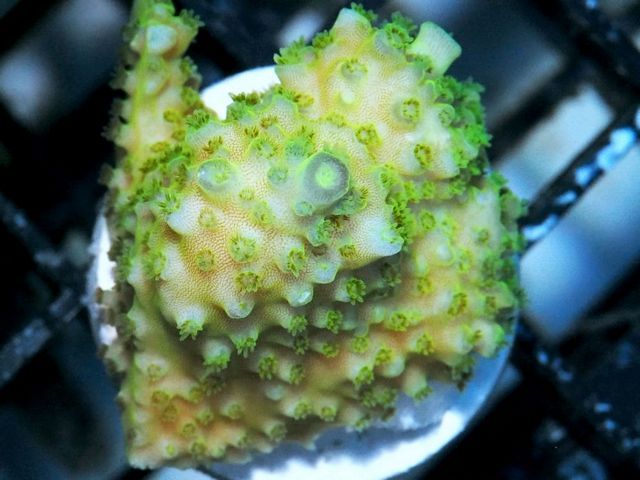 tn_X%20M3042%2014%20Green%20Blob%20Acropora_zps4hy2fwez.jpg