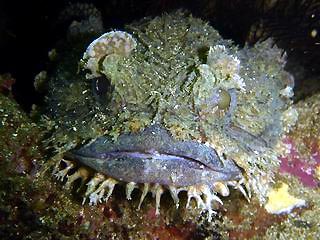 eastern_frogfish.jpg