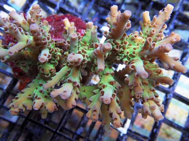 tn_HPN062999CulturedAcropora_zpsf56975b5.jpg