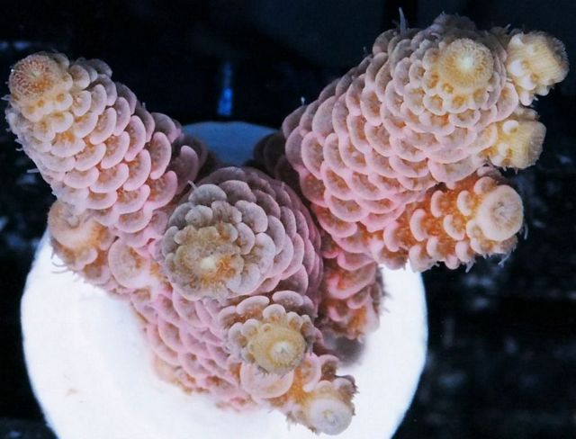 tn_AF%20M0146%2059%20Pink%20Aussie%20Acropora%20millepora_zpsv6tbzvav.jpg