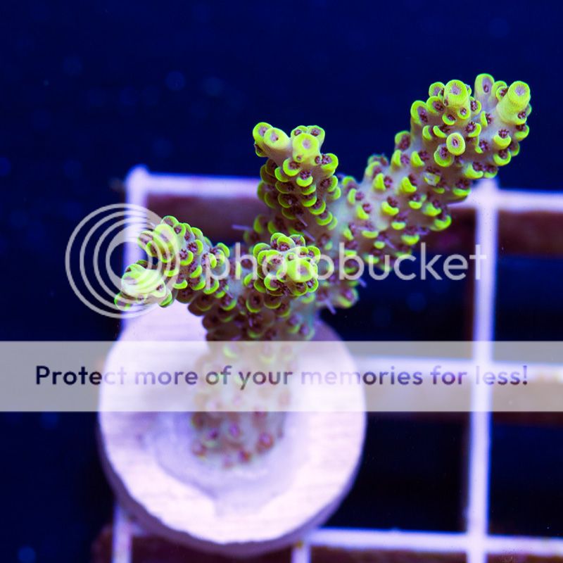 newacropora0100b.jpg~original