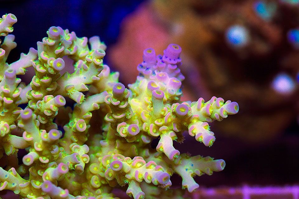 newacropora2039.jpg~original