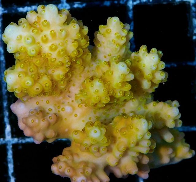 tn_AF%20M2706%2079%20Lemon%20Acropora_zpsjs5i6wze.jpg