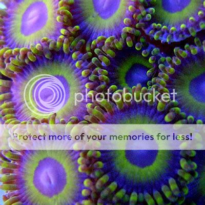 Zoanthids-NextGenPurpleHornet.jpg