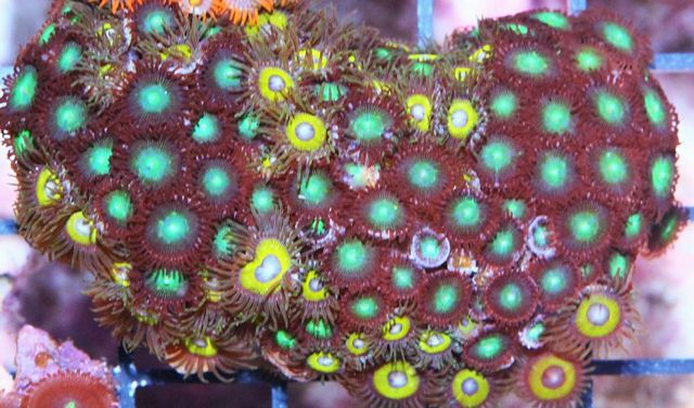 tn_ZPF1503Zoas_zpsd926ccc6.jpg