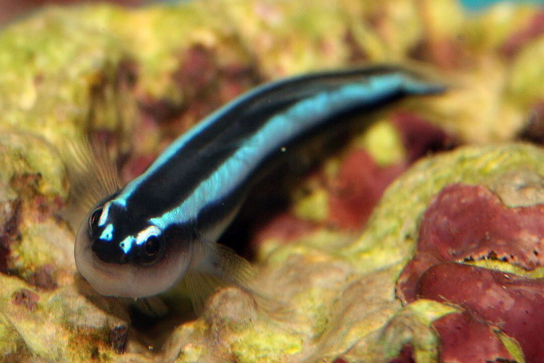 20080119NeonGoby.jpg