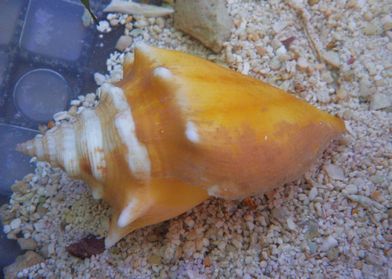 IO3024several29CyanoGrazerFightingConch_300_zps5b06af7c.jpg