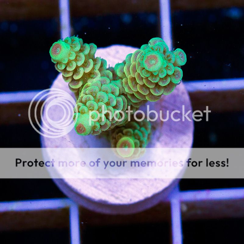 newacropora0120b.jpg~original