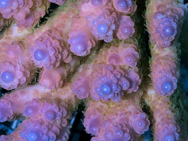 tn_AF%20MA2028%2079%20Violet%20Rose%20Acropora_zpss2jtspkc.jpg