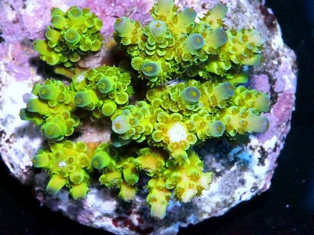 tn_HP%20M1563%2089%20Emerald%20Isles%20Acropora_zpswrdmnyux.jpg