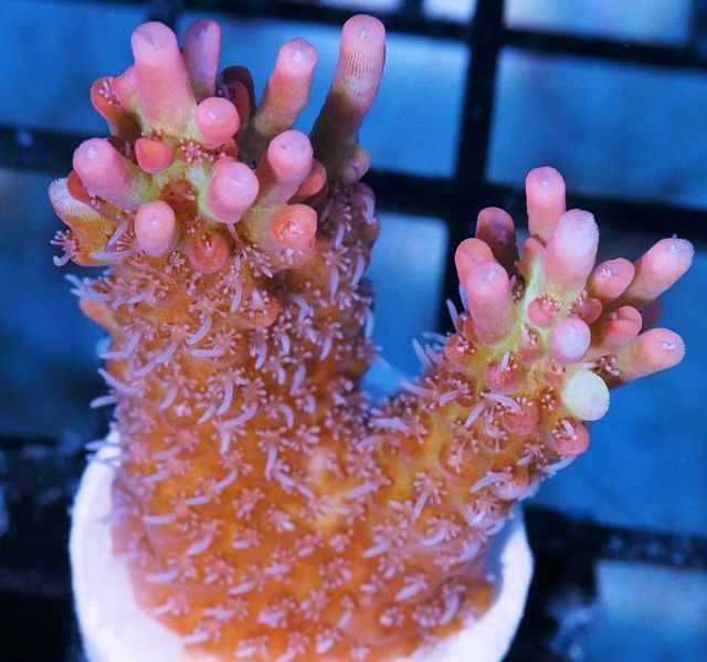 tn_AF%20M0134%2099%20Strawberry%20Shortcake%20Aussie%20Acropora_zpsofmdh1mu.jpg