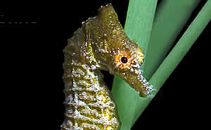 dwarf_seahorse.jpg