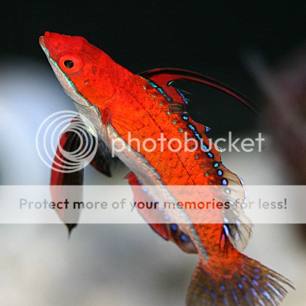 wrasse-2_zpse5cbb40a.jpg