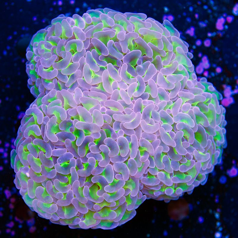 newcoral1234b.jpg