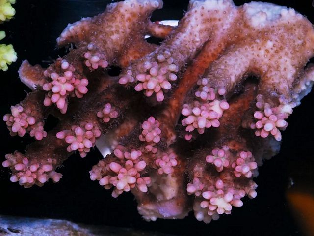 tn_AC%20M0102%20229%20Unusual%20Ruby%20Starwberry%20Shortcake%20Aussie%20Acropora_zpspsijee2x.jpg