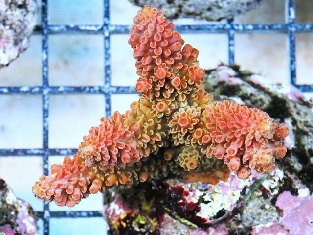 tn_HP%20M1109%20129%20Cultured%20Red%20Robin%20Acropora%20robusta_zps7nljqi1t.jpg