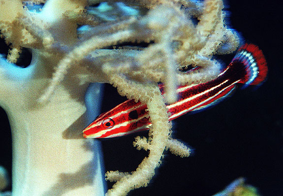 Peppermint-Hogfish.jpg