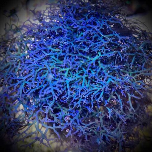 bluehypnea-510x510.jpg