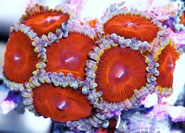 tn_F%20D2066%2059%20Big%20Redds%20Zoanthids_zpsc8dsofsy.jpg