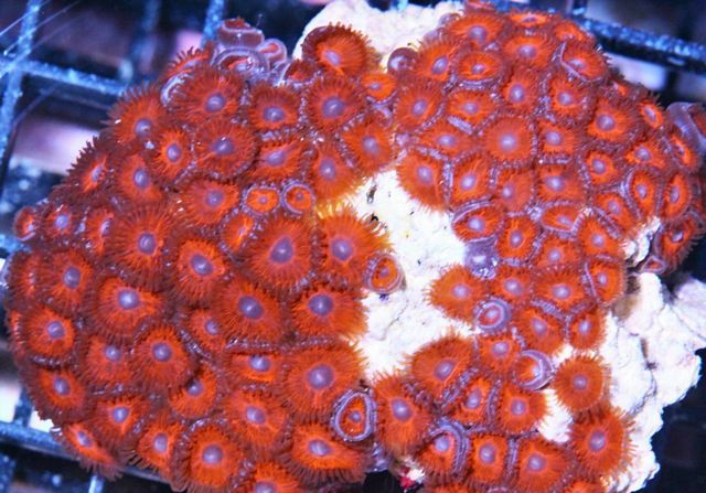 tn_ZPF1587Zoas_zpsf5e98e28.jpg