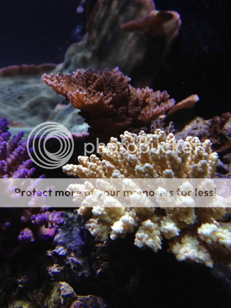 Acropora_zps9d5cda2a.jpg