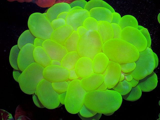 tn_HPD2456139ElectricBubbleCoral_zpsc3ead0db.jpg