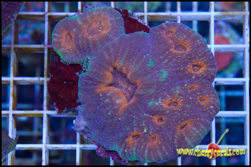 NewCorals_36-3.jpg