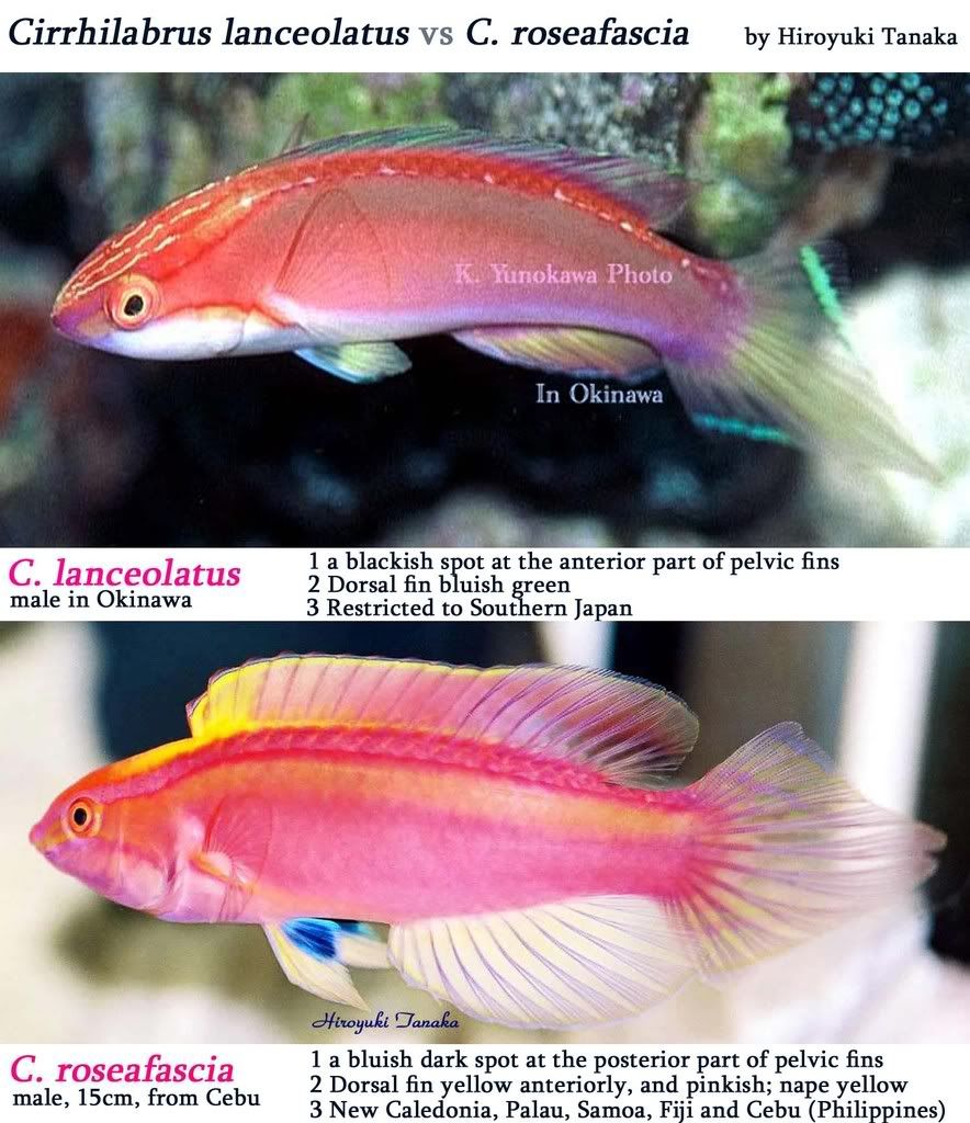 c__lanceolatus_vs_c__roseafascia_62.jpg