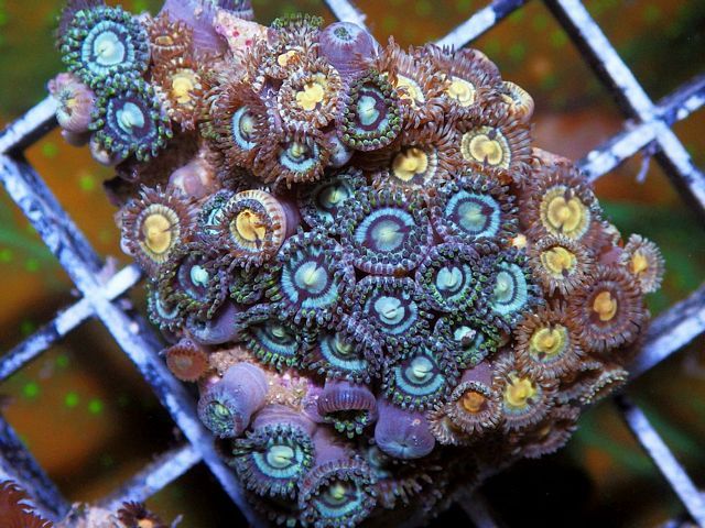 tn_FJ114649ZoanthidCombo_zpsc47f143c.jpg