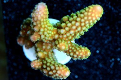 FAU142534YellowGreenAcropora_300_zps72e2204c.jpg