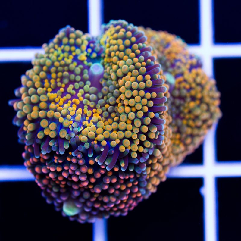 newcorals359b.jpg