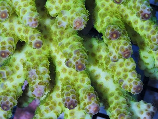 tn_AF%20MA2027%2079%20Electric%20Acropora%20sarmentosa_zpsvtk3lyka.jpg