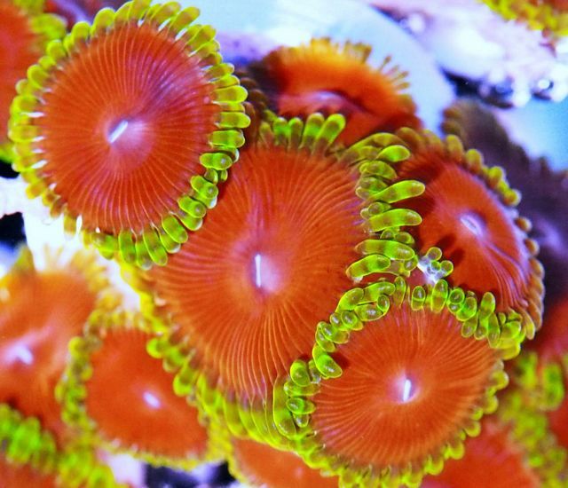 tn_F%20MA3043%2069%20Big%20Redds%20Zoanthid_zpsunyiiqc2.jpg