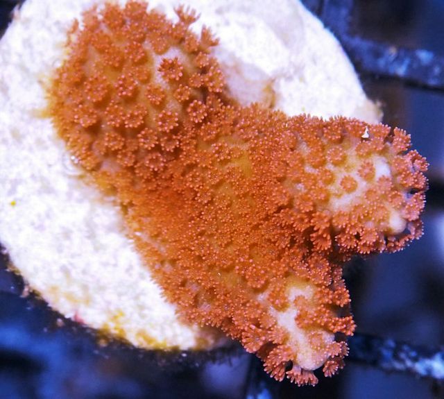 tn_X%20M3091%2013%20Flame%20Polyp%20Montipora_zpstljj7qep.jpg