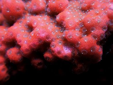 UPO3106OrangeSherbertMontipora_300_zps2eda4e8c.jpg