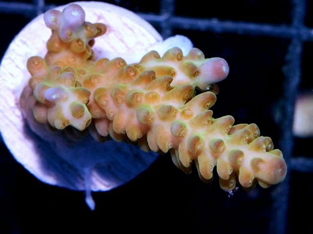 tn_X%20D0420%2013%20Yellow%20Green%20Acropora_zpsrzcoqfxv.jpg