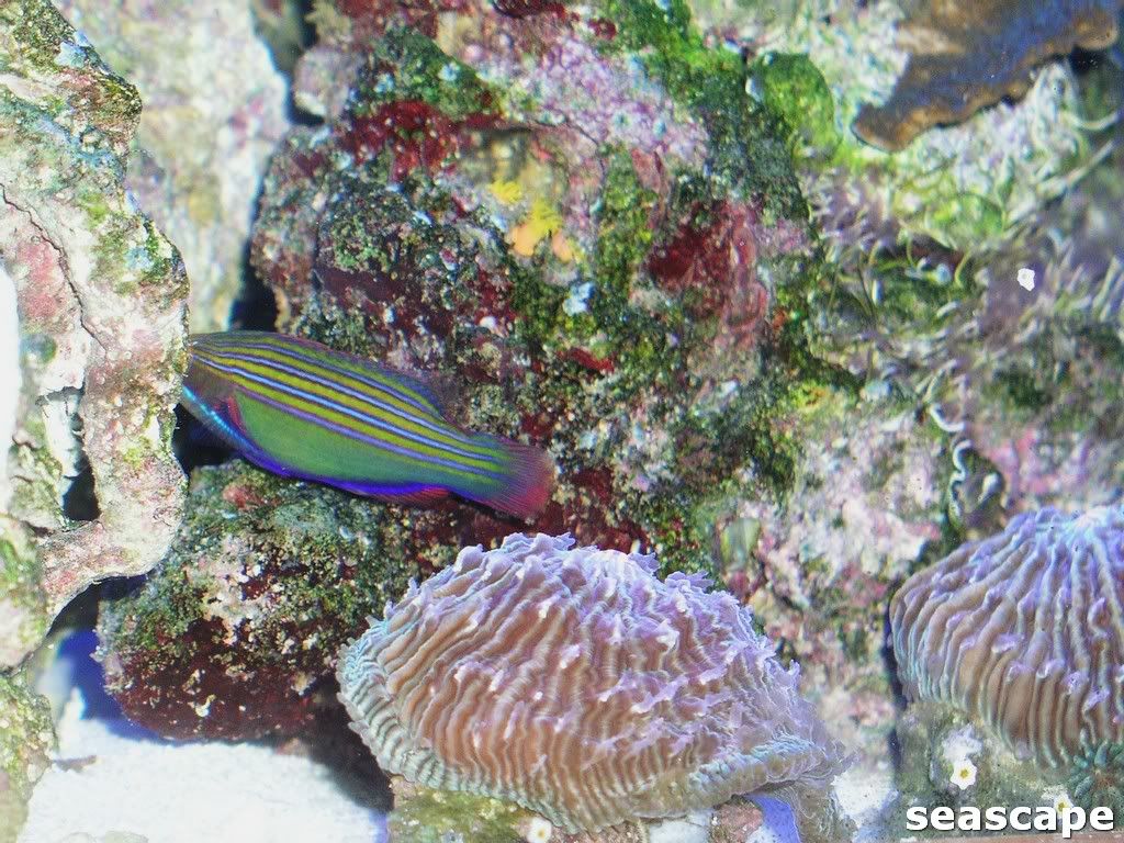 scooterblennyandwrasses010.jpg