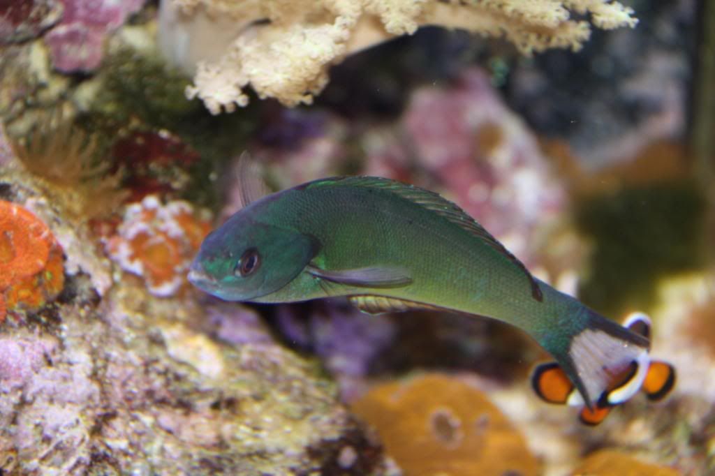 Wrasse4.jpg