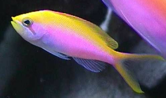 Pseudanthias_bartlettorum_female.jpg