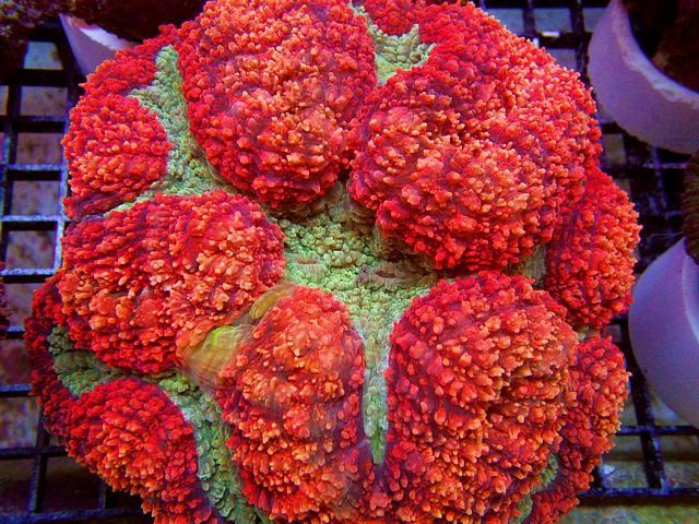 tn_HPN0602179ScarletRufflesLobophyllia_zps4b01d23e.jpg