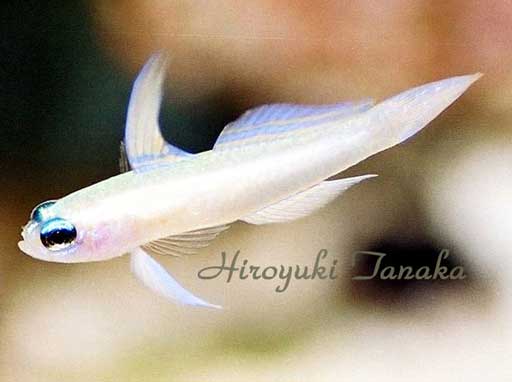 Tryssogobius-colini.jpg