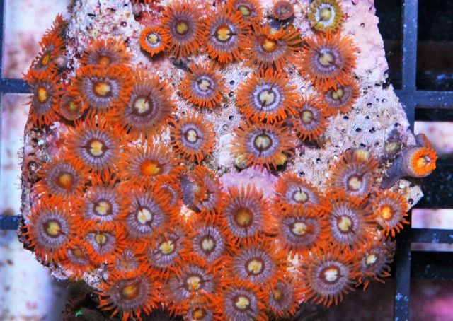 tn_ZPF1504Zoas_zps8a5a417e.jpg