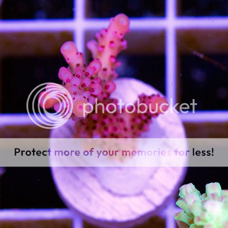 newacropora0167b.jpg~original