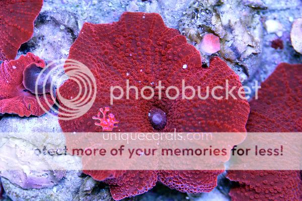 redmushroom_macro3.jpg