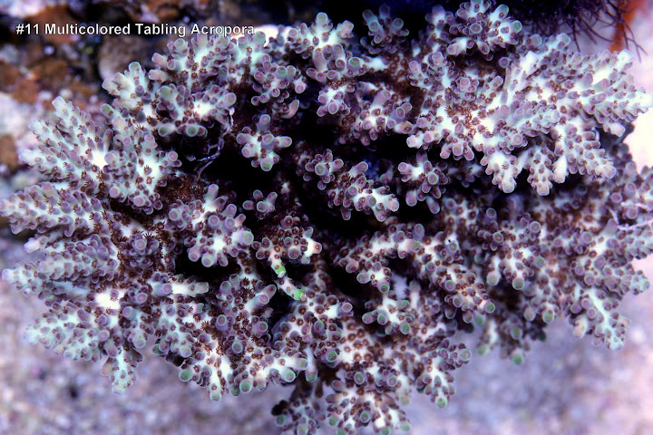 Multicolored%2520Acropora.jpg