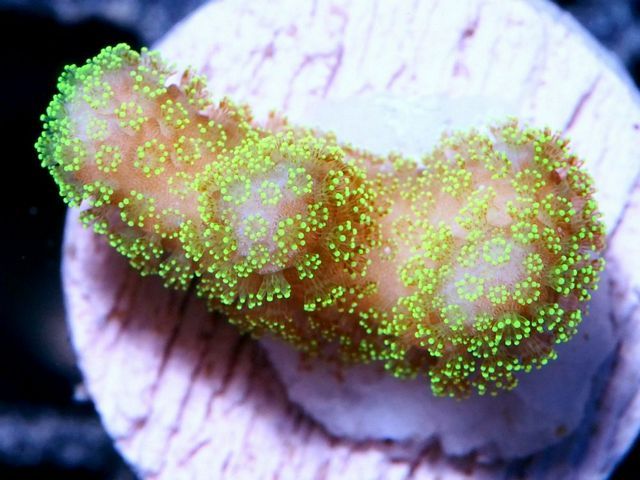 tn_X%20D0439%2011%20Neon%20Polyp%20Stylophora_zpsriircvja.jpg