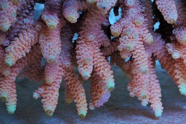 tn_WSFM0218SPECIALPinkAcroporamillepora15125inch_zps7921f410.jpg