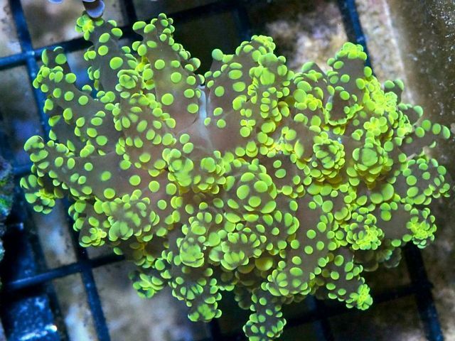 tn_H6S1183F%2030%20Green%20Frogspawn_zpsxj14xueo.jpg