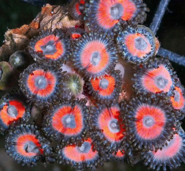 tn_F%20JN0551%2039%20Neon%20Zoanthids_zps4xemf4qi.jpg